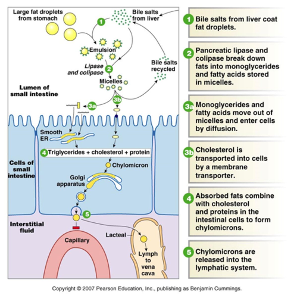 <p>Large fat droplets + bile</p><p>Micelles via colipase + liapses</p><p>Cholesterol into SI cells</p><p>Monoglycerides into SI cells - smooth ER makes triglycerides</p><p>Cholesterol + protein + Triglycerides to make chylomicrons</p><p>Chylomicrons into Golgi - vesicle - exocytosis</p><p>into Lacteal to Vena Cava</p>