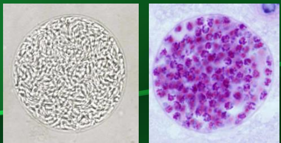 <p>What is depicted in the image?</p>