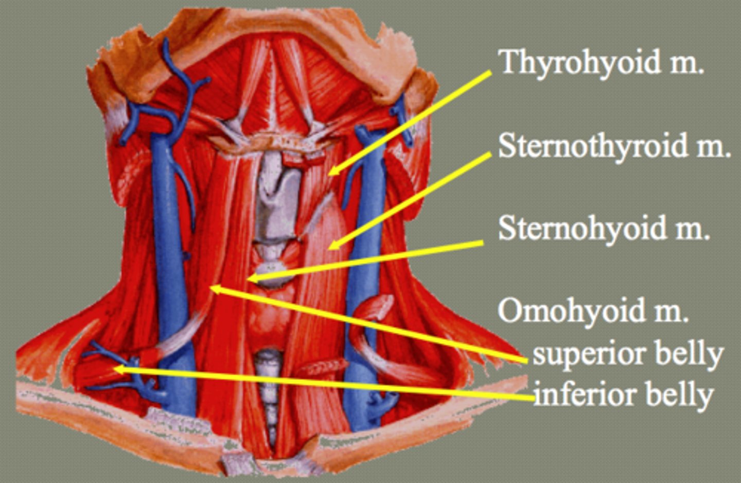 <p>sternohyoid, omohyoid, sternothyroid, thyrohyoid</p>