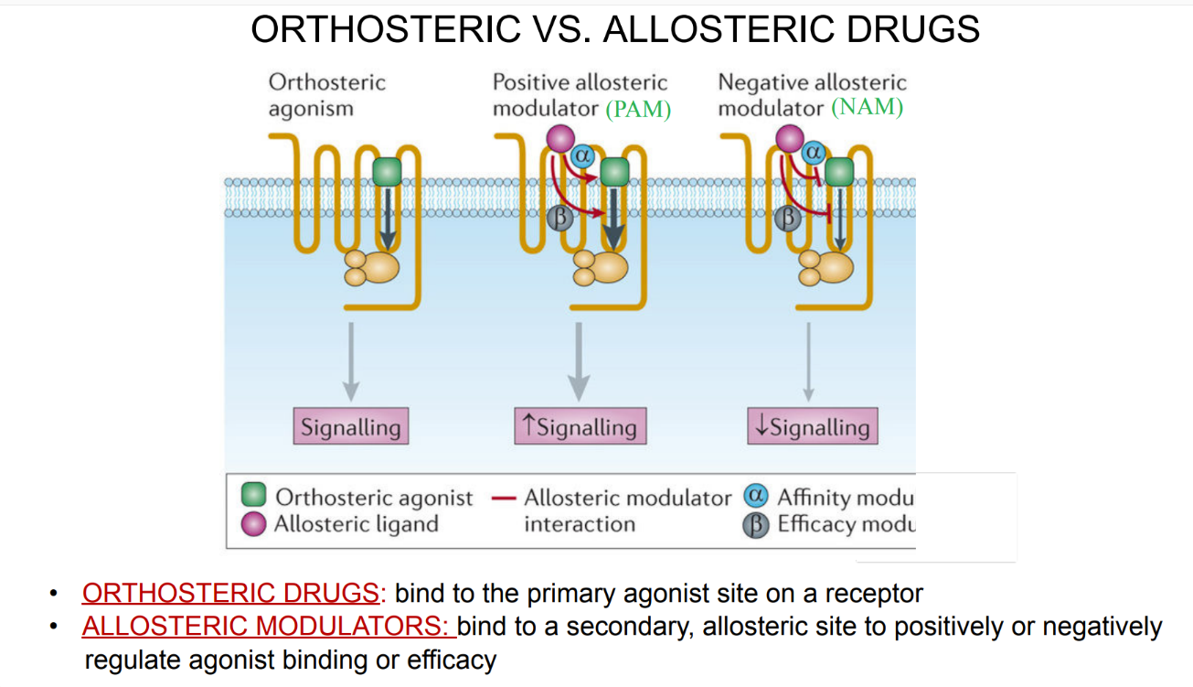 <p>orthosteric = binds to PRIMARY agonist site </p><p>allosteric= binds to secondary site, can incr OR decr agonist binding </p>