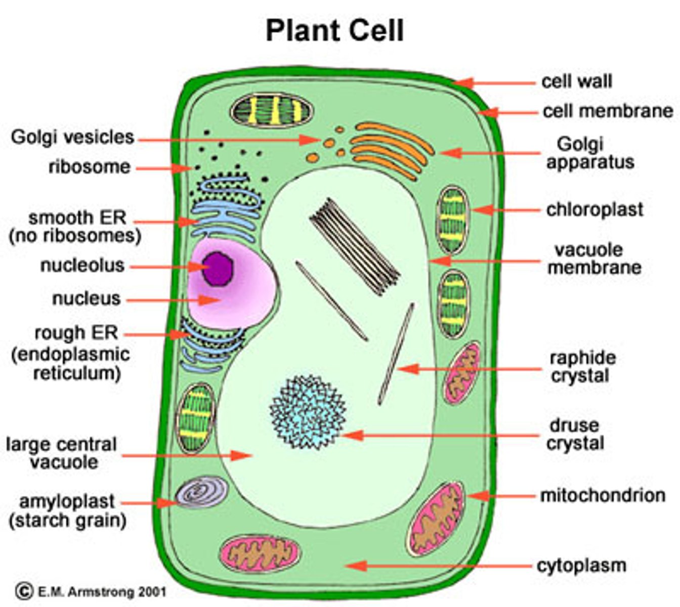 <p>make cellular products like hormones and lipids. It also distributes those products throughout the cell and to other places in the organism</p>
