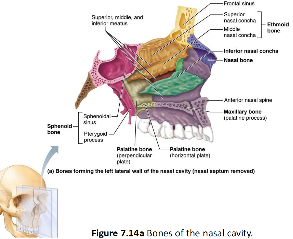 <ul><li><p>Paired bones that form part of nasal cavity</p></li><li><p>Largest of 3 pairs of conchae</p></li></ul><p></p>
