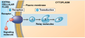 <p>Transduction (image)</p>