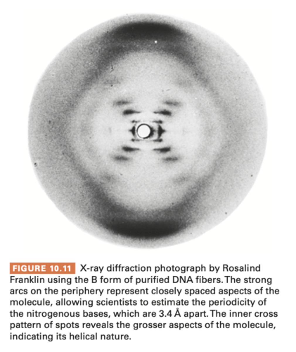 <p>Fibers of DNA molecule are subjected to X-ray bombardment, x rays scatter in pattern that depends on molecules atomic structure</p><p>is captured as spots on photographic film and analyzed for clues to overall shape of regularities within molecule</p><p>- used to study protein structure, attempted in DNA</p><p>1950-1953- rosalind franklin obtained improved x ray data from purified samples of DNA - suggesting it was a type of helix</p><p>did not propose a definitive model - Pauling had analyzed the work of Asbury and others and incorrectly proposed that DNA was a triple helix</p>
