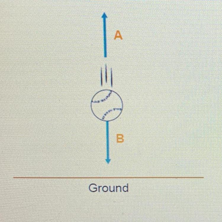 <p><strong>Label the forces <em>(the ball is falling)</em></strong></p>