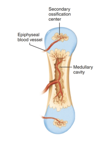 <p>1. <strong>Osteoclasts</strong> break down the newly formed <strong>spongy bone</strong> and open the cavity</p><p>2. The <strong>epiphyses</strong> stay as <strong>cartilage ends </strong>through birth (growing rapidly)</p><p>3. After birth, <strong>secondary ossification centers </strong>develop at epiphyses</p><p>– Short bones only have <strong>primary</strong></p><p>– Irregular bones have <strong>multiple ossification centers</strong></p><p></p>