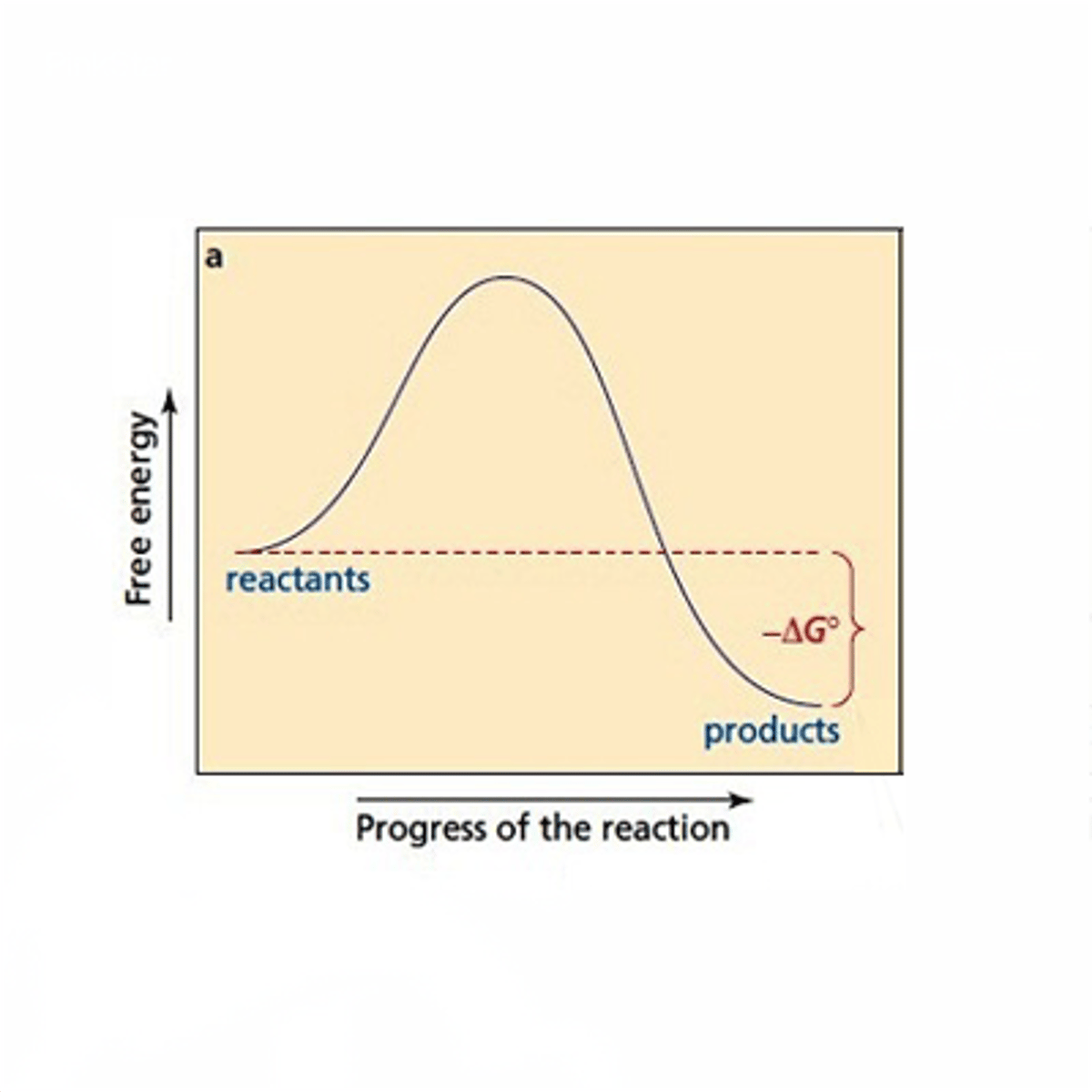 <p>-reactions that release energy</p><p>-ex. cellular respiration</p><p>-spontaneous</p>