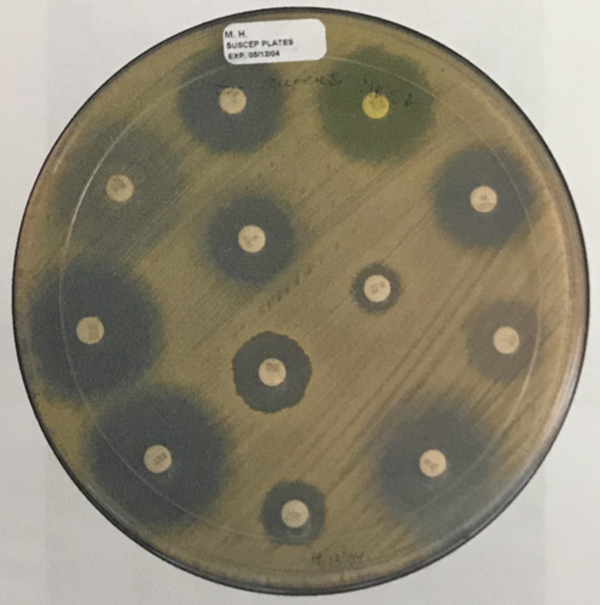 <p>DISK DIFFUSION (KIRBY-BAUER) METHOD</p><p>Antimicrobic-impregnated paper disks are placed on the agar plate inoculated to form a bacterial lawn. If the organism is susceptible to the drug, a clear zone, _______, will appear around the disk where the concentration is high enough to stop growth.</p>