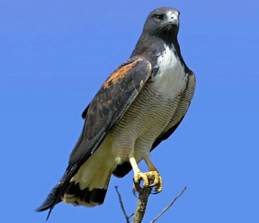 <p>White-tailed Hawk</p>