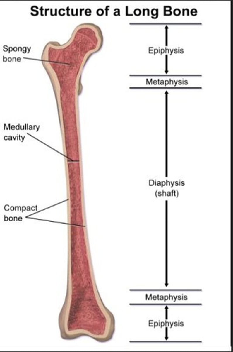 <p>Growth zone between epiphysis and diaphysis.</p>