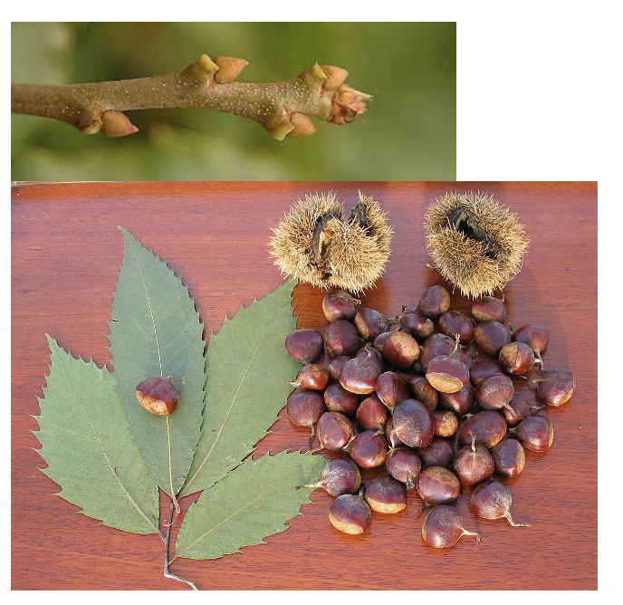 <p>American Chestnut</p>