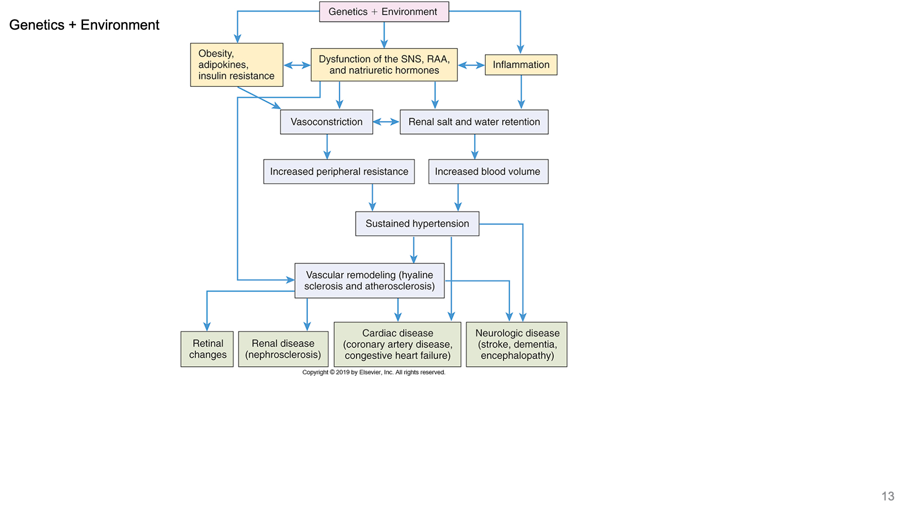 <p>Obesity = adipocytokines = constant inflammatory state = hypertension</p>