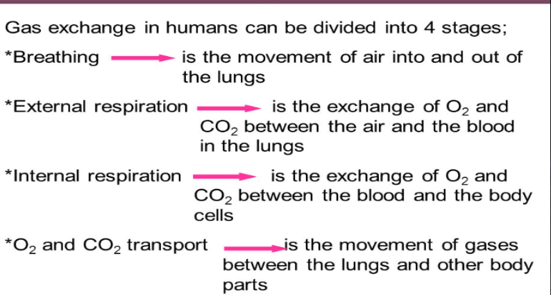 <ul><li><p>Breathing</p></li><li><p>External Respiration</p></li><li><p>Internal Respiration</p></li><li><p>Oxygen and Carbon Dioxide transport</p></li></ul>