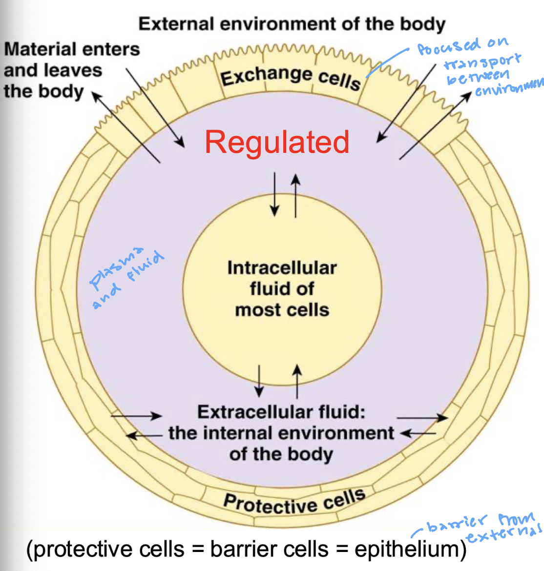<p>the internal environment of the body (plasma and fluid)</p>