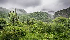 <ul><li><p>aka tropical deciduous forest</p></li><li><p>india, africa, south america, north australia</p></li><li><p>wet and dry seasons</p><ul><li><p>dry season lasts about 5-8 months</p></li></ul></li><li><p>monkeys, parrots, wild rodents, ground-nesting birds</p></li></ul>