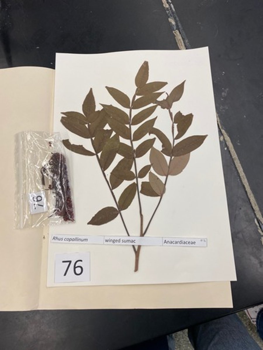 <p>Rhus copallinum (Anacardiaceae)</p>