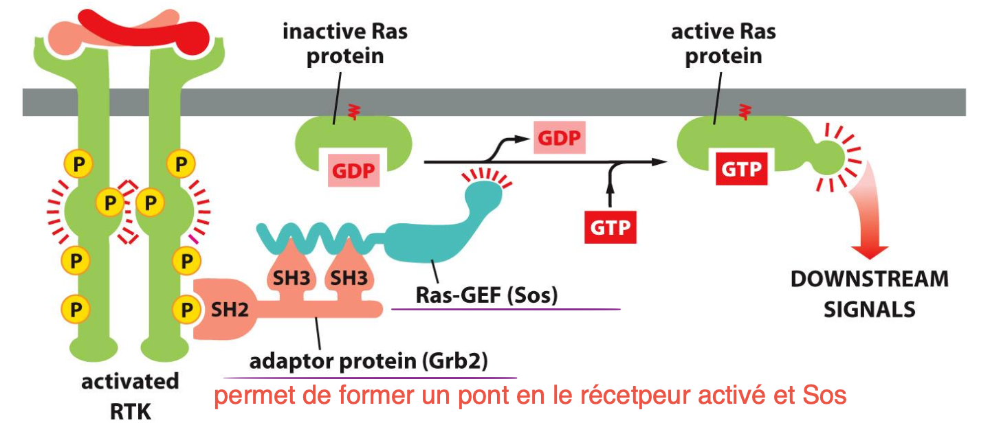 <p>L’autophosphorylation grâce à la liaison avec le ligand va permettre de lier GRB2, permettant à SOS (riche en proline) de se lier aux SH3 de GRB2 et de se rapprocher des protéines Ras.</p><p>Les SOS ont une activité GEF qui va changer GDP en GTP activant la protéine Ras</p>