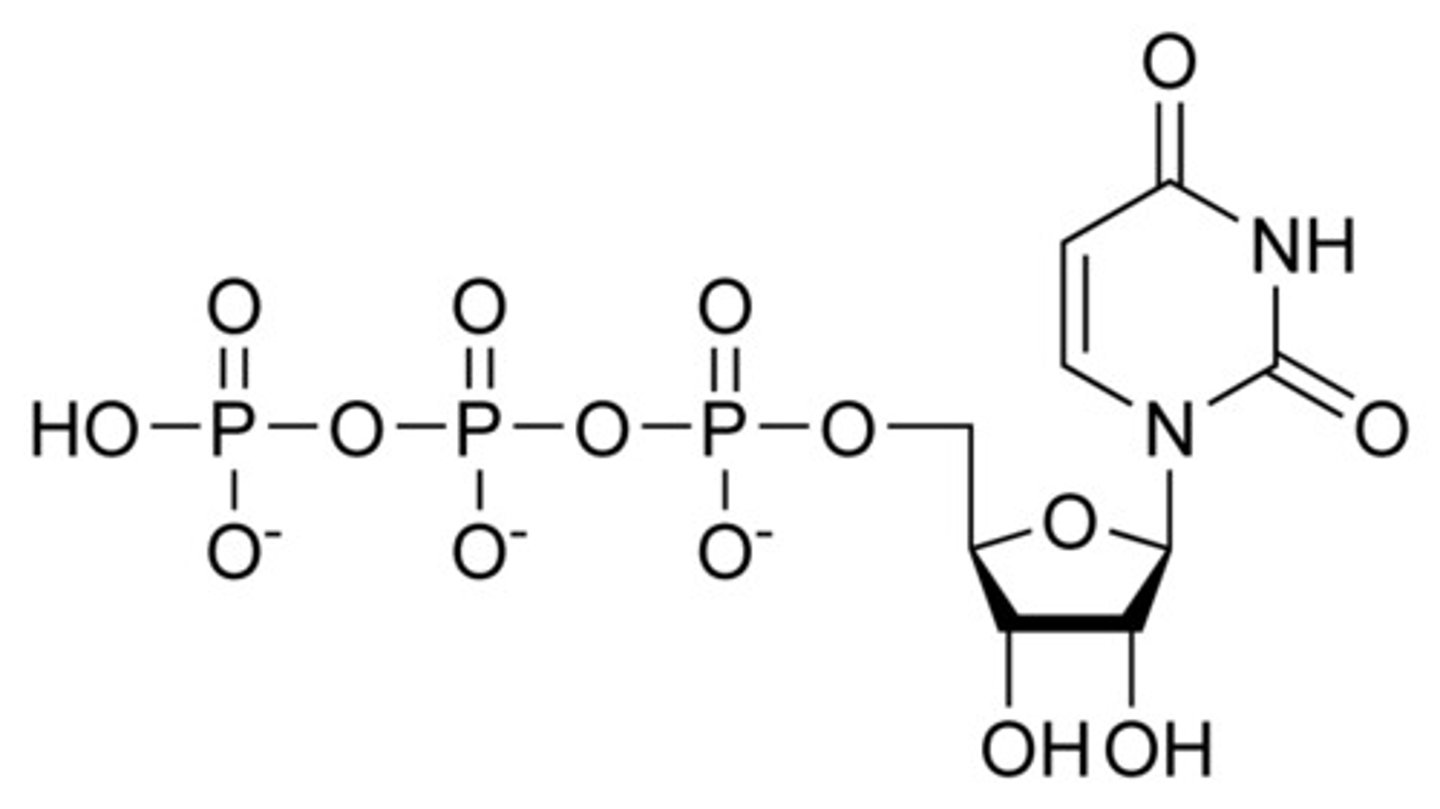 <p>two major products from the CTP synthetase net reaction</p>