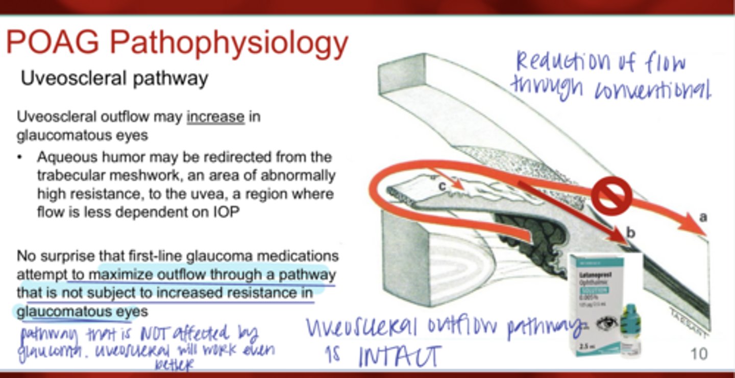 <p>Is the uveoscleral pathway INTACT in POAG eyes?</p>