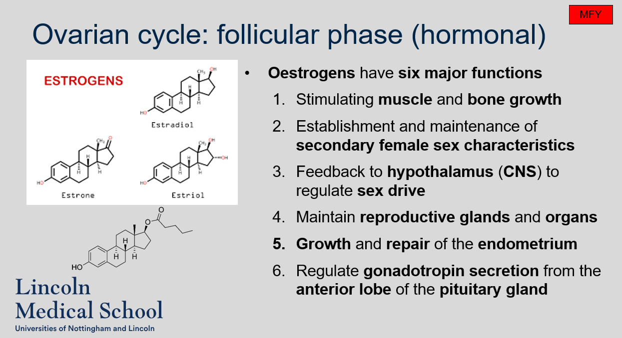 <p>The six major functions of oestrogens are:</p><ol><li><p>Stimulating muscle and bone growth</p></li><li><p>Establishing and maintaining secondary female sex characteristics</p></li><li><p>Providing feedback to the hypothalamus (CNS) to regulate sex drive</p></li><li><p>Maintaining reproductive glands and organs</p></li><li><p>Promoting growth and repair of the endometrium</p></li><li><p>Regulating gonadotropin secretion from the anterior lobe of the pituitary gland.</p></li></ol>