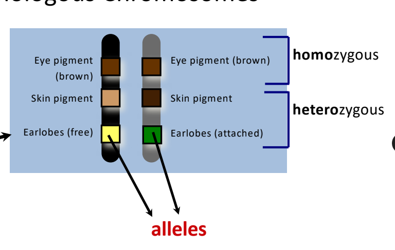 **gene** = heritable factor; specific sequence of DNA that is responsible for the inheritance of a particular trait

**allele** = individual variants of any one gene
