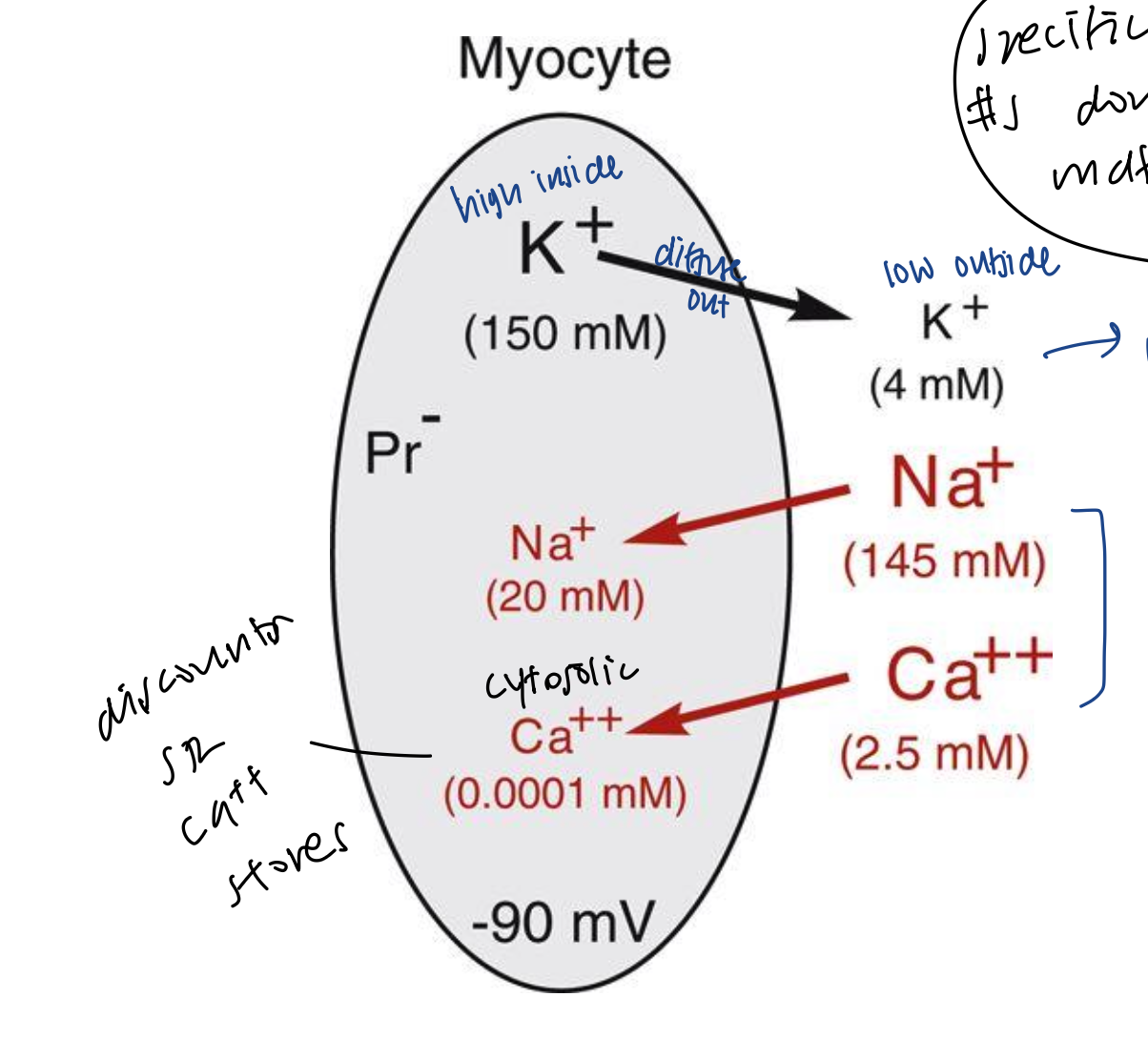<ul><li><p>high concentration of K+ inside the cell diffuses out</p></li><li><p>high concentration of Na+ outside the cell diffuses in</p></li><li><p>high concentration of Ca++ outside the cell and diffuses in</p></li></ul><p></p>