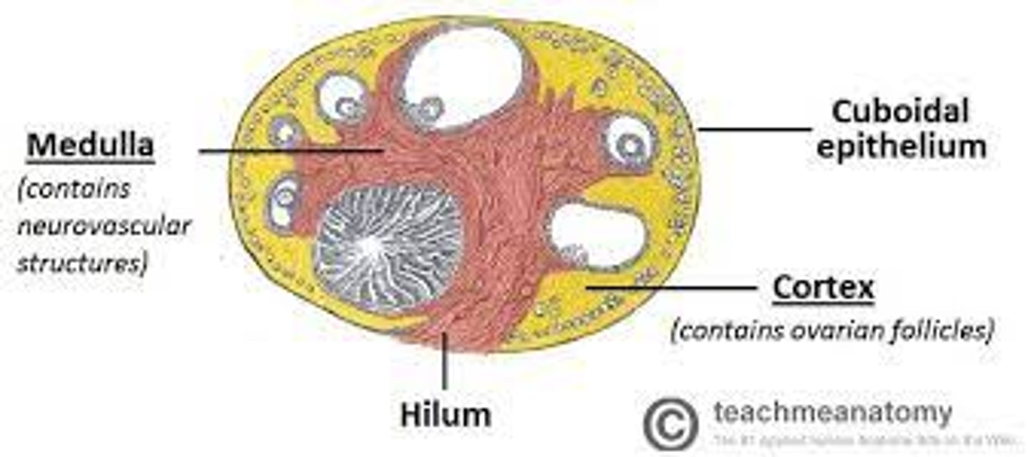 <p>ovarian medulla</p>