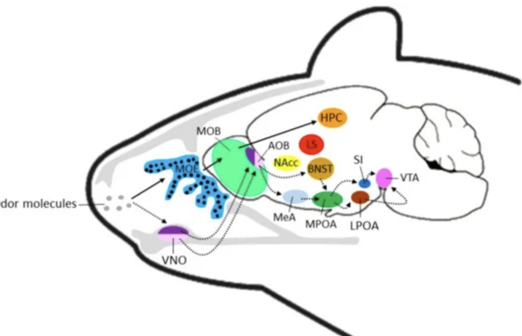 <p>Olfaction. Goes into medial amygdala and then relayed to preoptic area (responsible for sexual behaviour in males).</p>