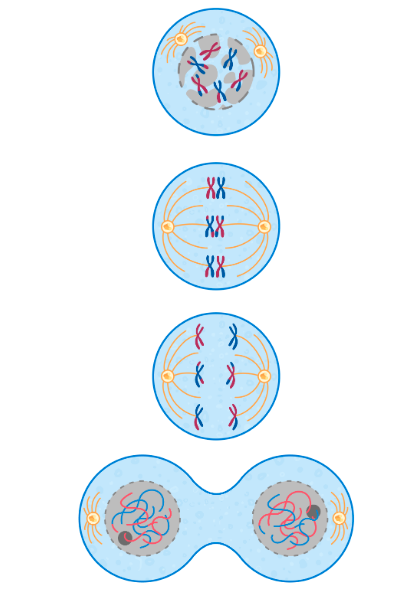 <p>meiosis i:</p><ul><li><p>chromosomes replicate</p></li><li><p>chromosomes condense and homologous pairs join together </p></li><li><p>nuclear envelope breaks down and spindle fibres form</p></li><li><p>chromosomes are attaches to spindle fibres at the centromere and line up in pairs randomly along the equator of the cell → independent segregation</p></li><li><p>crossing over - homologous chromosomes exchange parts with each other</p></li><li><p>homologous chromosomes pulled to opposite poles of cell by spindle fibres</p></li><li><p>cytoplasm divides, forming 2 daughter cells</p></li><li><p>chromosomes decondense</p></li></ul><p></p>