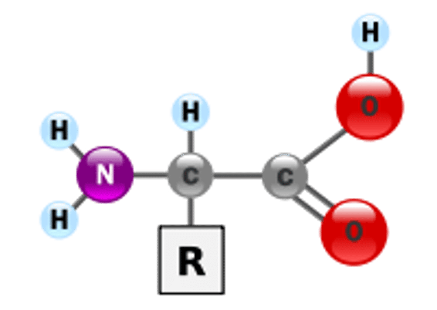 <p>Amino Acid</p>