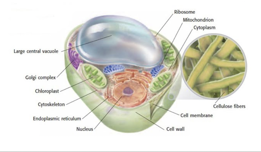 <p><span style="background-color: transparent; font-family: &quot;Proxima Nova&quot;, sans-serif;">Larger vesicles that function as storage for food, water, or waste.</span></p>