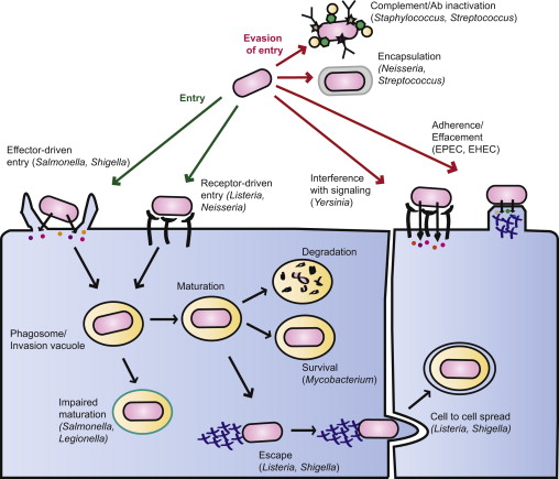 <ol><li><p>Prevent the lysozyme/phagosome from fusing</p></li><li><p>Escape into the cytoplasm of the cell</p></li><li><p>Gain resistance to lysozyme enzymes</p></li></ol><p></p>