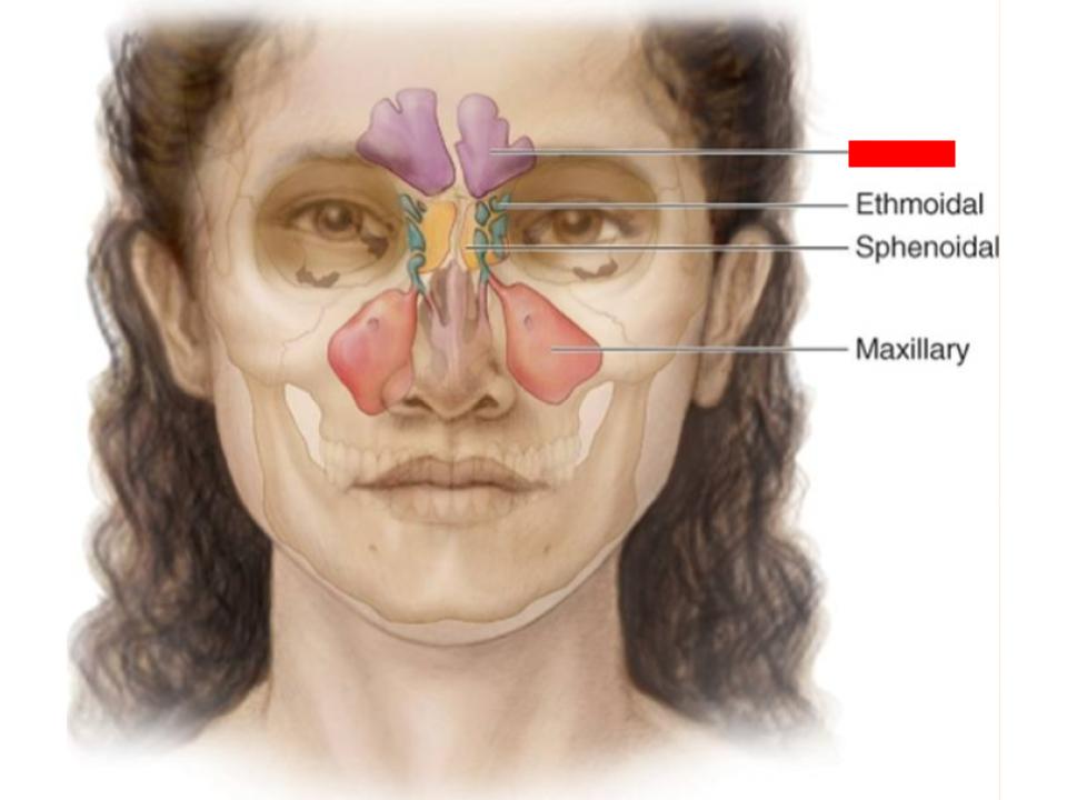 <p>paranasal sinuses</p>