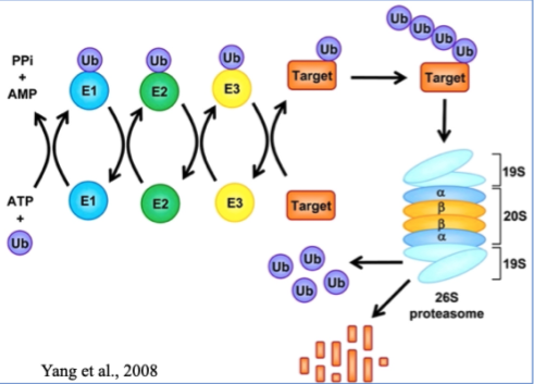 <p>Ubiquitin - small PTM, covalently linked Polyubiquitation formed on lysines An entire protein enters the proteasome and amino acids leave These can then be used to make more proteins Ubiquitins open the &quot;lid&quot; of the proteasome so it opens and degrades the protein</p>