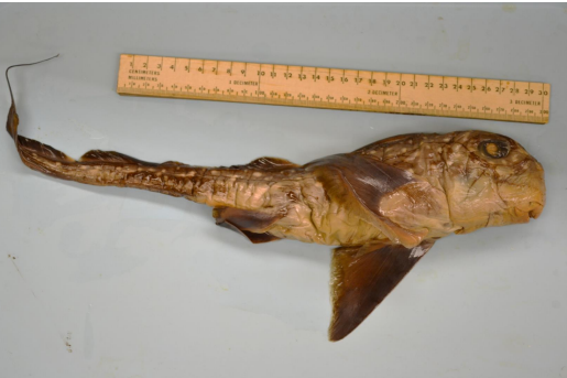 <p>Superclass: Gnathostama<br>Class: Chondricthyes<br>Subclass: ___________<br>Order: Chimaeriformes</p>