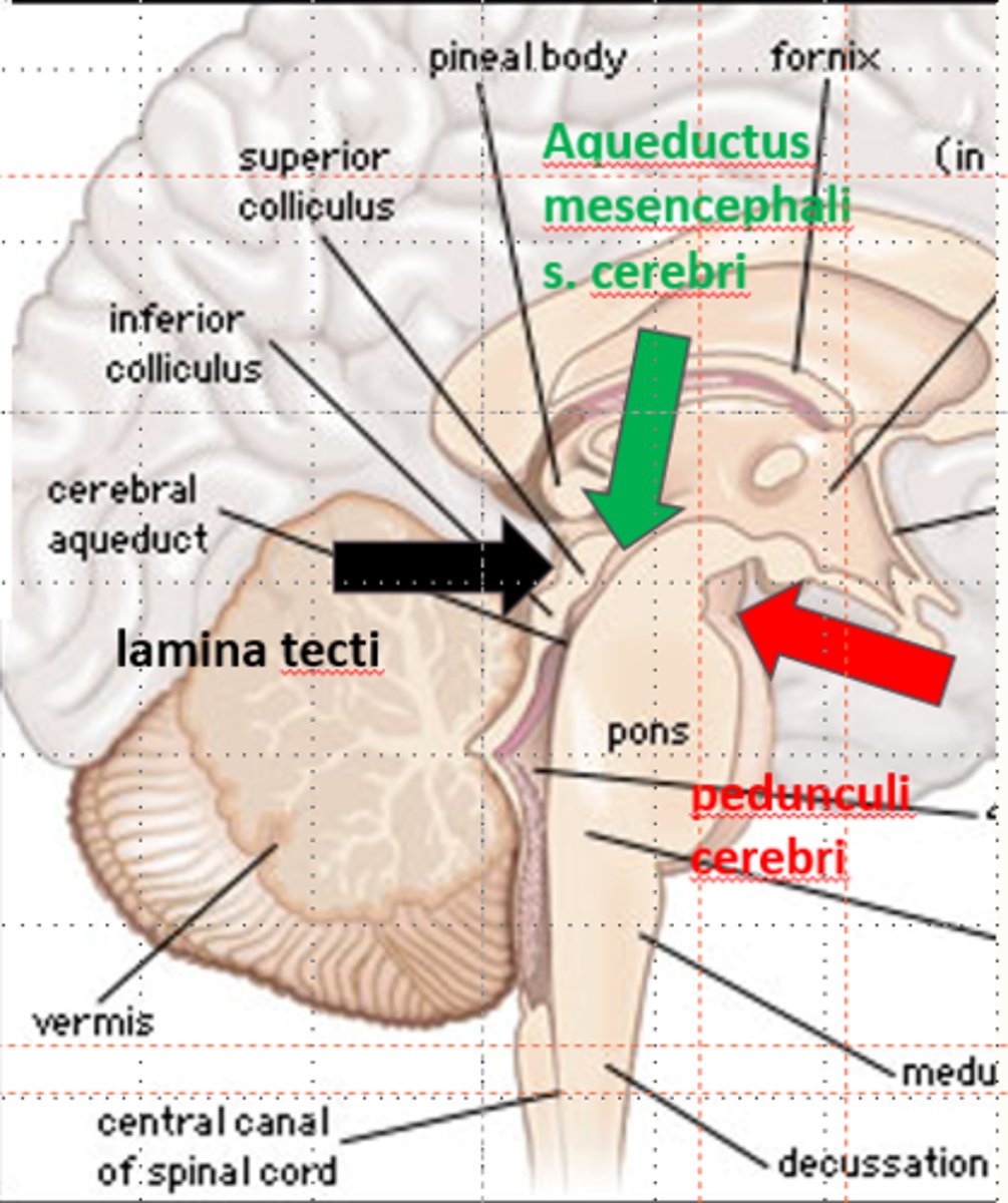 <p><span style="text-decoration:underline">part of:</span> brainstem</p><p></p><p><span style="text-decoration:underline">consists of:</span></p><p>- lamina tecti (posterior part)</p><p>- pedunculi cerebri (anterior part)</p><p></p><p><strong>aqueductus mesencephali s. cerebri</strong></p><p>- passen through mesencephalon</p><p>- between lamina tecti and pedunculi cerebri</p><p>- connects fourth ventricle with third ventricle </p><p>- length: 1.5 - 2 cm</p>