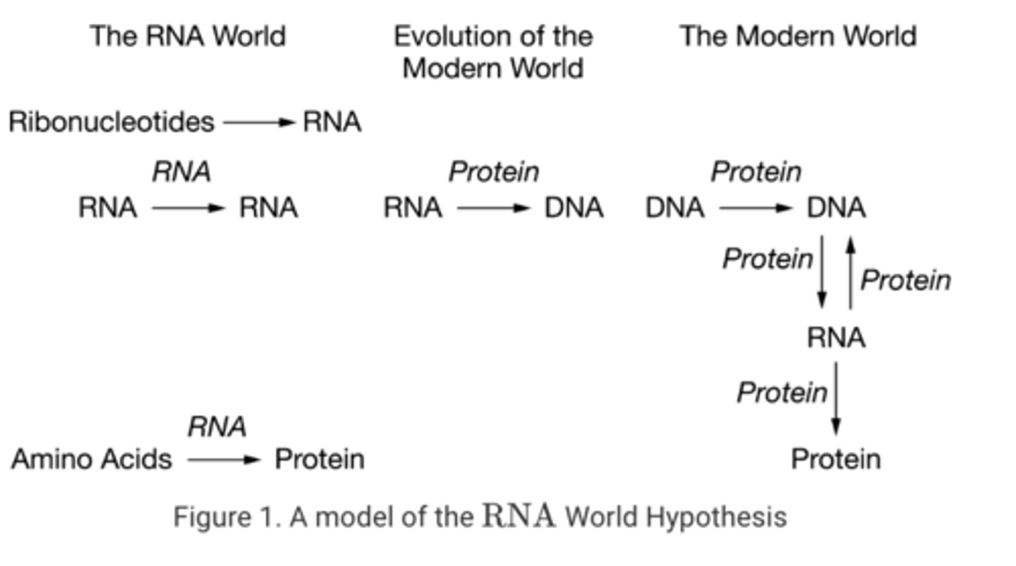 <p>D A mixture of ribonucleotides such as adenine and uracil will spontaneously form single-stranded chains of RNA.</p>