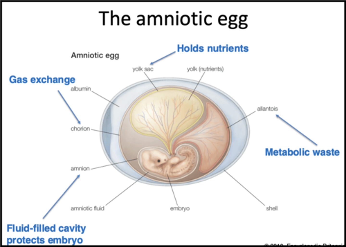 <ul><li><p><span style="font-family: &quot;Times New Roman&quot;, serif">Amnion directly protects embryo during development; fluid-filled cavity&nbsp;</span></p></li><li><p><span style="font-family: &quot;Times New Roman&quot;, serif">Yolk sac holds the yolk (nutrients that have been provided by the parent) so the embryo has what it needs</span></p></li><li><p><span style="font-family: &quot;Times New Roman&quot;, serif">Allantois: Where we store metabolic waste → where to place toxic compounds away from the body so it doesn’t affect embryo’s development</span></p></li><li><p><span style="font-family: &quot;Times New Roman&quot;, serif">Chorion is semi-permeable to facilitate gas exchange&nbsp;</span></p></li></ul><p></p>