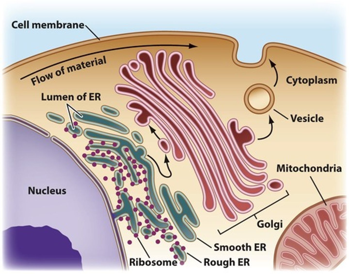 <p>Energy-producing organelles in eukaryotic cells.</p>