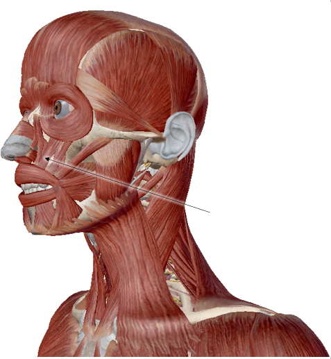 <p>name the muscle</p>