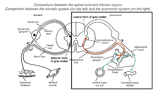 <p>Axons have:</p><ul><li><p>A two-neurone chain </p><ul><li><p>Preganglionic (first) neurone extends to ganglion</p></li><li><p>Postganglionic (second) neurone extends from ganglion to effector organ </p></li></ul></li><li><p>Ganglia = cell bodies of many peripheral autonomic neurones occurs in clusters and form swellings on nerve trunks</p></li></ul><p></p>