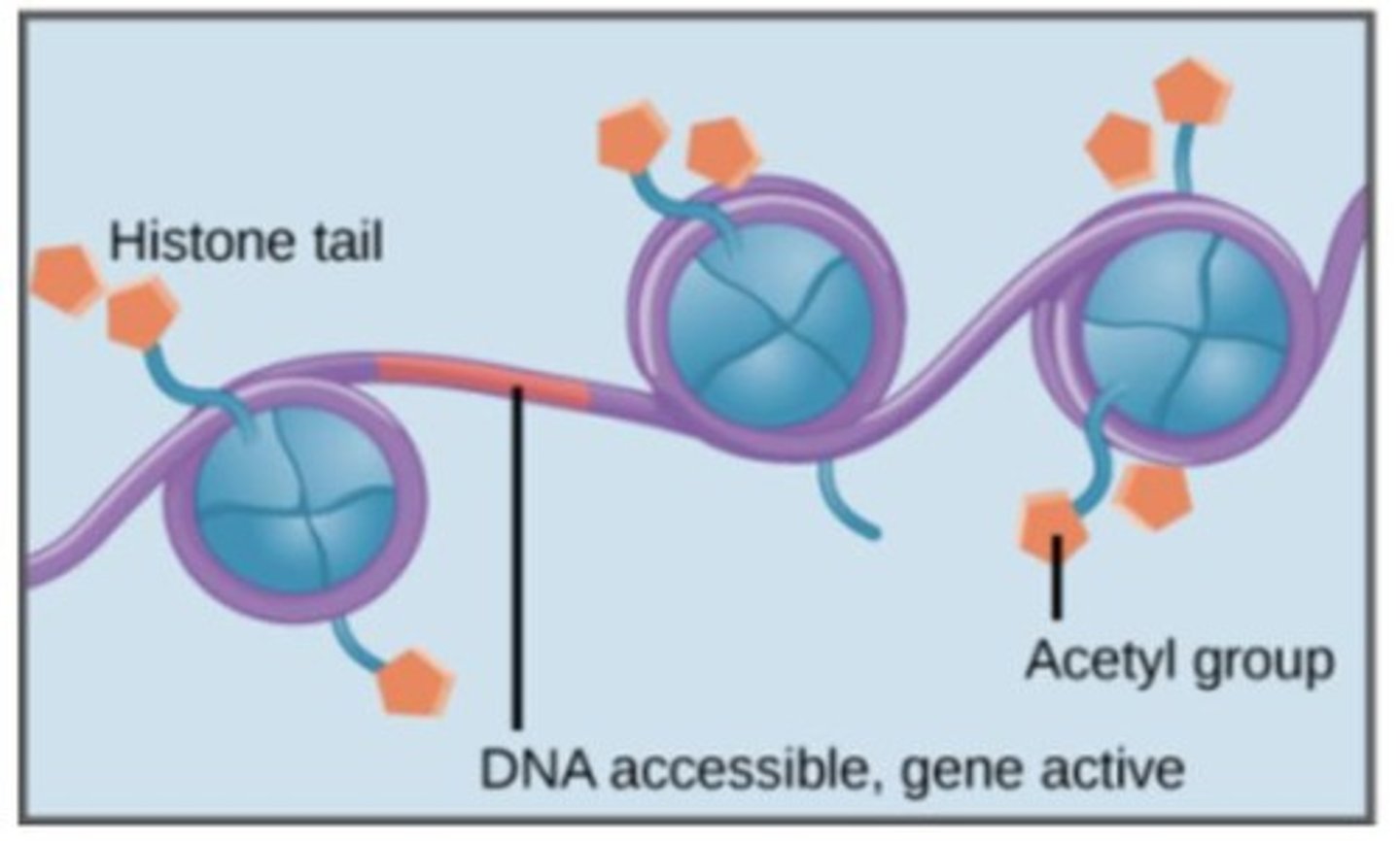 <p>A chemical modification that adds acetyl groups to histones, leading to looser chromatin structure and increased gene expression.</p>