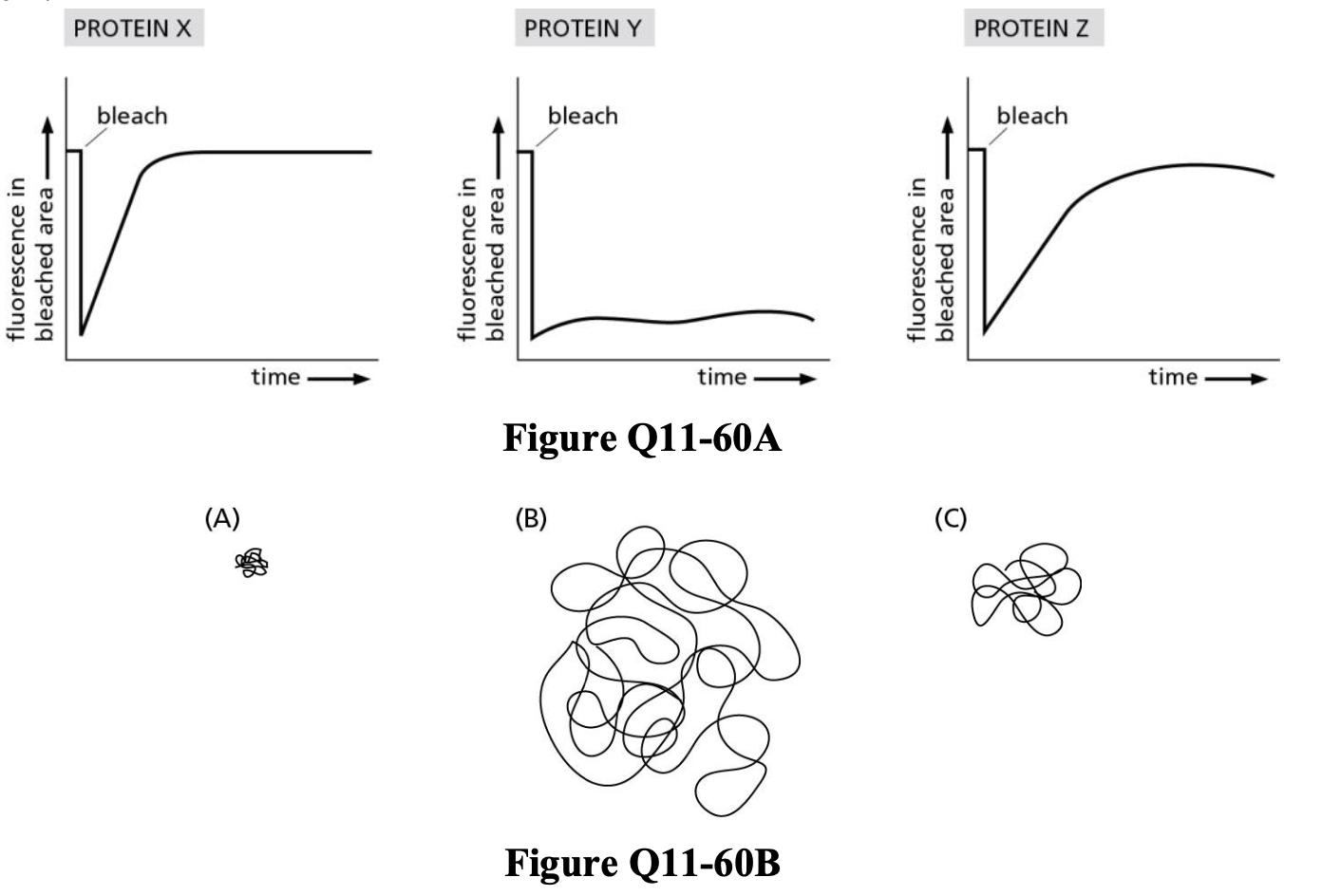 <p>Data for the mobility of three different proteins (X, Y, and Z) using fluorescence recovery after photobleaching (FRAP) are shown in Figure Q11-60A. Separately, single- particle tracking (SPT) data were collected for these samples, as shown in Figure Q11- 60B.</p><ol><li><p>Assign an SPT profile (A, B, or C) to each of these proteins on the basis of the respective FRAP profiles.</p></li><li><p>It is important to remember that in each of these experiments, the results reflect a real, physical difference in the way in which these proteins are situated in the plasma membrane. Provide a plausible explanation for the differences observed in proteins X, Y, and Z.</p></li></ol>