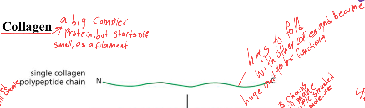 <p>it is a big complex protein, but it begins with a single collagen peptide chain that must fold with other protein copies to be functional. </p>