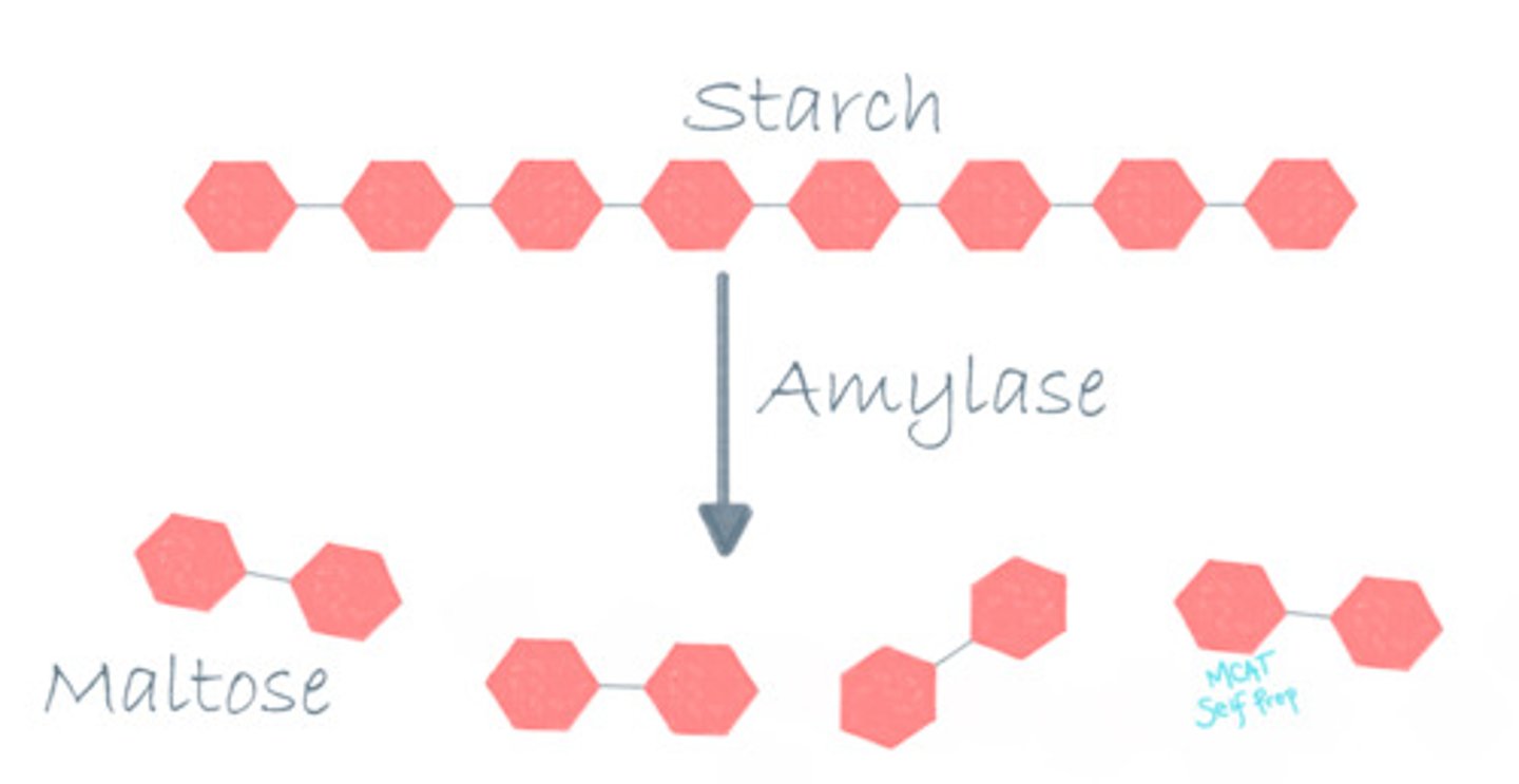 <p>Alpha amylase is responsible for breaking down complex carbohydrates like starches into small simple carbohydrates like individual sugars.</p>