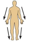 <p>Distal</p>