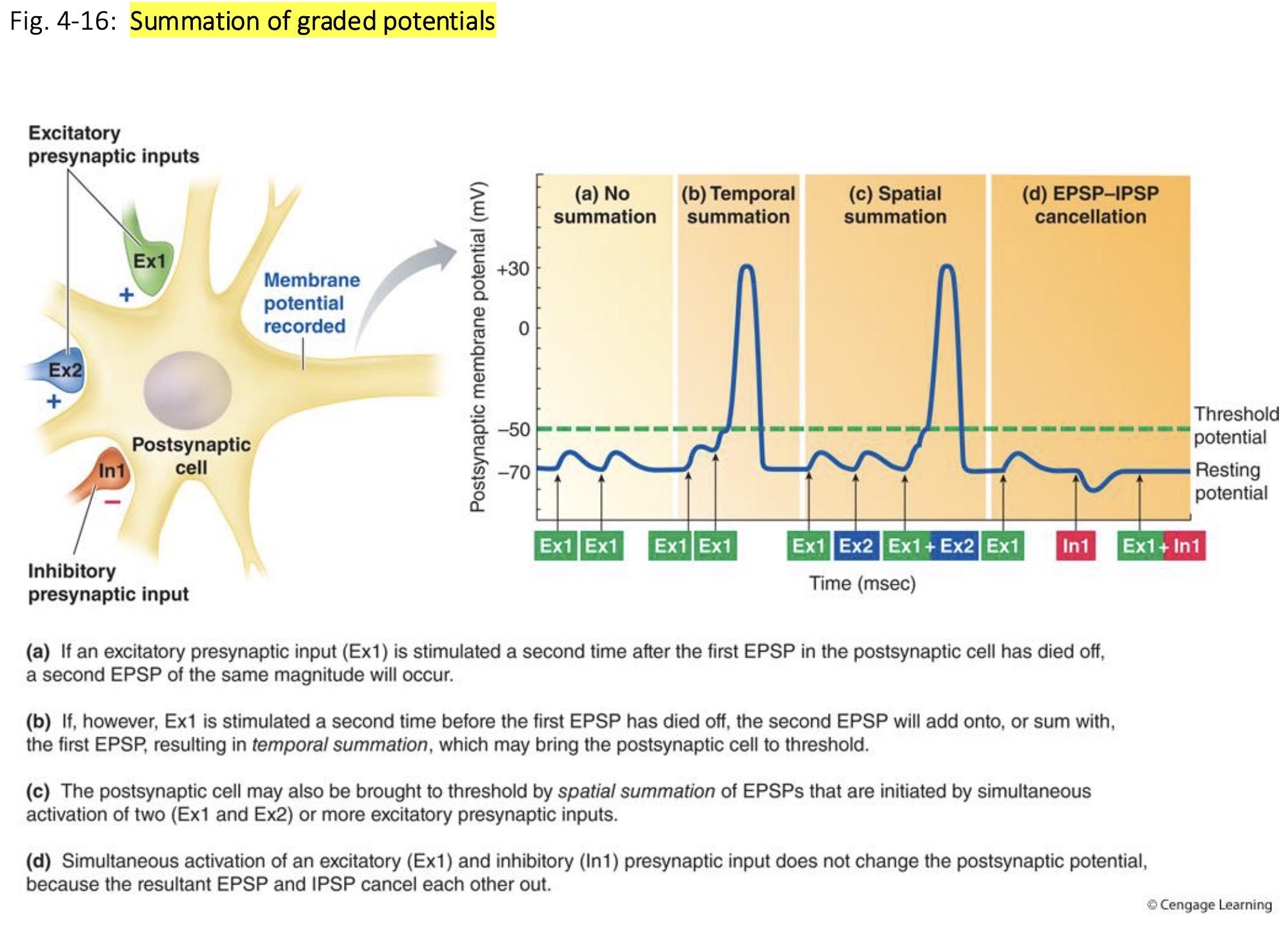 <p><strong>The Summation of Graded Potentials</strong></p><p></p>