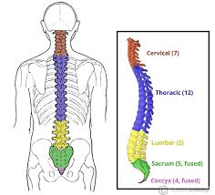 <p>#C1-7 aka has 7 vertebrae. <strong>Primary support</strong> and mobility for the head</p>