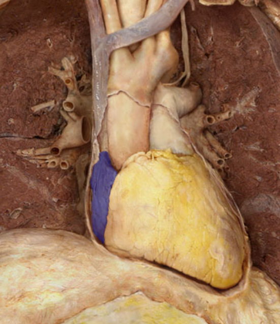 <p>Identify the structure</p>