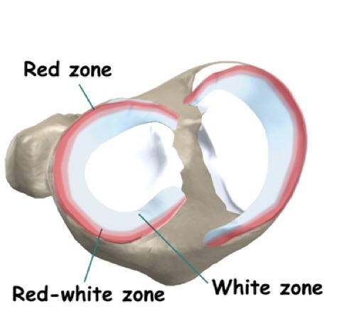 if cut and do not bleed meaning they would potentially not heal. would want bleeding to get blood to the area.